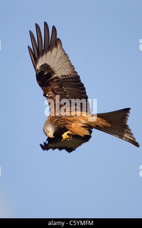 ROTMILAN Milvus Milvus Erwachsener beginnt zu füttern im Flug Mid Wales, UK Stockfoto