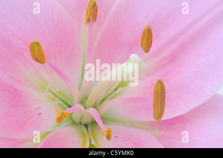 Rosa daylily oder hemerocallis Blume Nahaufnahme in voller Blüte Stockfoto