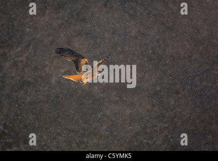 ROTMILAN Milvus Milvus Erwachsener im Flug in einem Schneesturm. Februar.  Mid Wales, UK Stockfoto