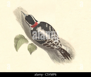 Die Downy Woodpecker (Picus pubescens, Picoides pubescens, Dryobates pubescens) vintage Vogel Lithographie - James De Kay, Zoologie von NY, Fauna, Vögel Stockfoto