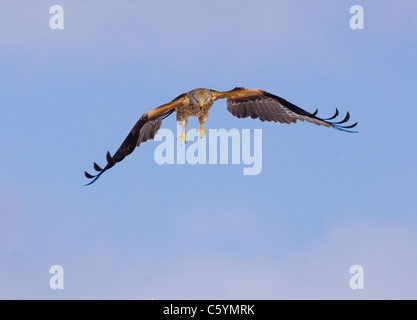 ROTMILAN Milvus Milvus Erwachsener im Flug, beleuchtet von reflektierten Schnee zeigt seine Krallen. Mid Wales, UK Stockfoto