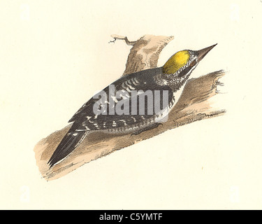 Die Arktis Specht, black-backed Woodpecker, Arktis oder nördlichen Dreizehenspecht (Picoides Picus arcticus, arcticus) De Kay NY Vogel Lithographie Stockfoto