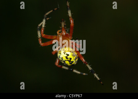 Marmorierte Orb Weaver Stockfoto