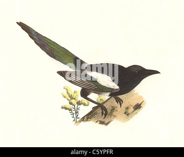 Die Elster, Black-billed Elster, Eurasian Magpie (Pica Pica hudsonia caudata,) vintage Vogel Lithographie von James De Kay aus Zoologie der NY Fauna, Vögel Stockfoto