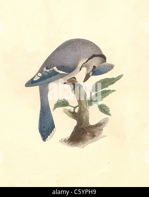 Die blauen Eichelhäher (Garrulus cristatus, Cyanocitta cristata) vintage Vogel Lithographie von James De Kay aus der Zoologie von New York, New York Fauna Teil II, Vögel Stockfoto