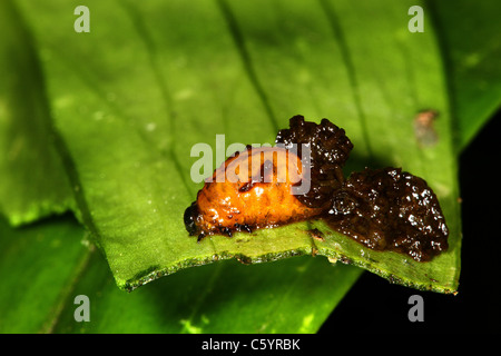 Rote Lilly Käfer. Stockfoto