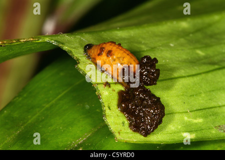 Rote Lilly Käfer. Stockfoto