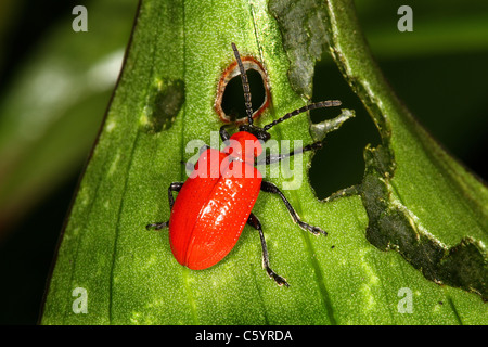 Rote Lilly Käfer. Stockfoto