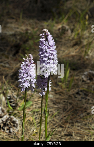 Gemeinsame gefleckte Orchideen Stockfoto