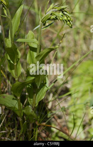 Düne Helleborine Stockfoto