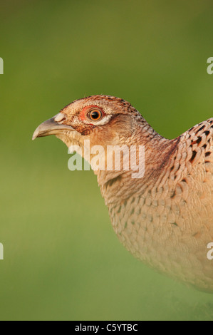 gemeinsamen Fasan (Phasianus Colchicus) Henne Porträt Stockfoto