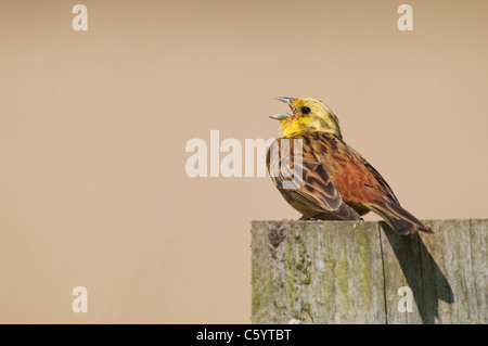 Goldammer (Emberiza Citrinella) thront auf der Post singen Stockfoto