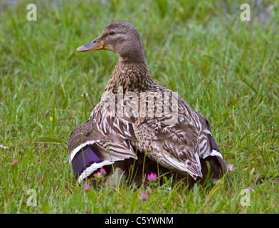 Mallard Duck Mutter (Anas Platyrhynchos) sitzend auf und bewachen ihre Entenküken Stockfoto