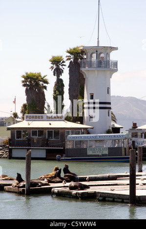 Seelöwen sonnen sich am San Francisco Pier 39 mit Forbes Island im Hintergrund Stockfoto