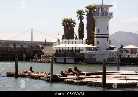 Seelöwen sonnen sich auf Docks am San Francisco Pier 39 mit Forbes Island und die Golden Gate Bridge im Hintergrund Stockfoto