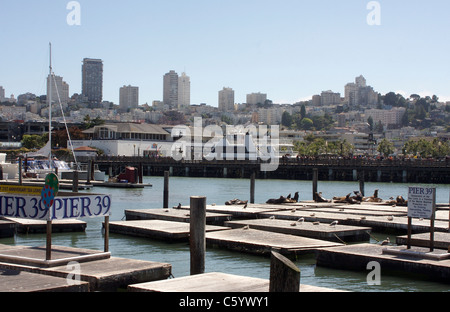 Die Stadt San Francisco, betrachtet California von Pier 39 mit den Seelöwen im Vordergrund Stockfoto