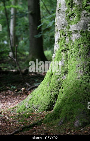 Grünes Moos auf einem Baumstamm in Grovely Wood Wilton Wiltshire UK. Stockfoto