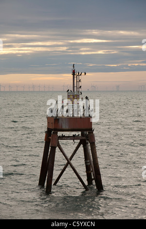 Kormorane auf einen Blick auf den Offshore-Windpark Walney Fahrwassermarkierung. Stockfoto