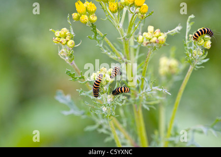 Zinnober Motte, Tyria Jacobaeae, Raupen, ernähren sich von Ambrosia-Pflanze. Stockfoto