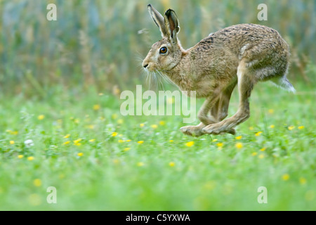 Brauner Hase Lepus Europaeus, laufen Stockfoto