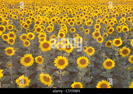 Feld von Sonnenblumen im Sonnenuntergang Stockfoto