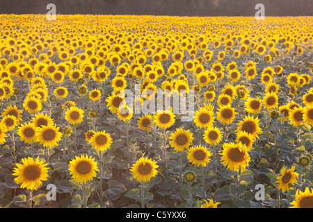 Feld von Sonnenblumen im Sonnenuntergang Stockfoto