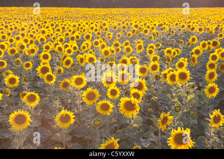 Feld von Sonnenblumen im Sonnenuntergang Stockfoto