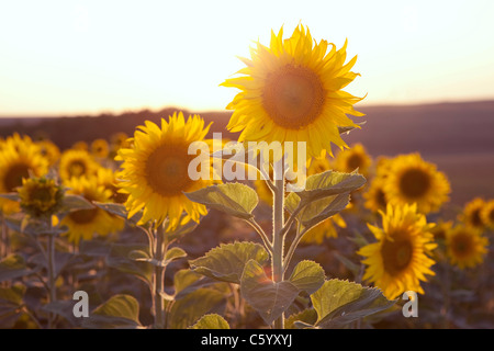 Sonnenblumen in den Sonnenuntergang Stockfoto