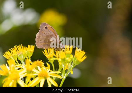 Wiese braun Schmetterling Maniola Jurtina Fütterung auf Kreuzkraut Blume. Stockfoto