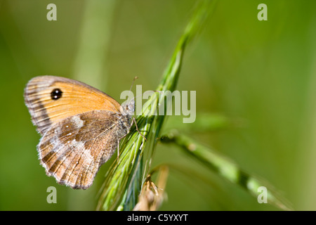 Gatekeeper Pyronia Tithonus Schmetterling ruht auf Grass Stamm. Stockfoto