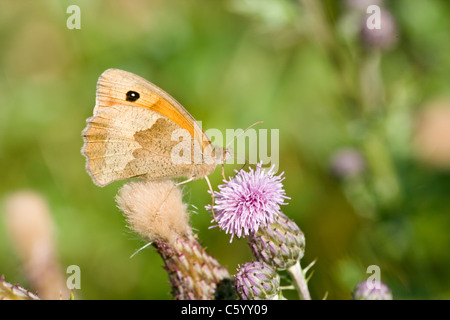 Wiese braun Schmetterling Maniola Jurtina Fütterung auf Distel Blume. Stockfoto
