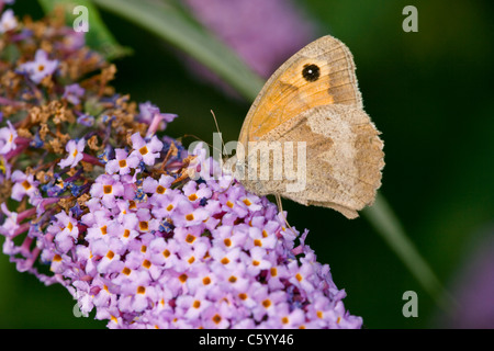 Wiese Brauner Schmetterling Maniola Jurtina, Fütterung auf Sommerflieder Blumen. Stockfoto