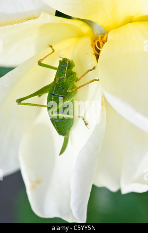 Speckled Bush Cricket Leptophyes Punctatissima, auf Garten Rose. Stockfoto