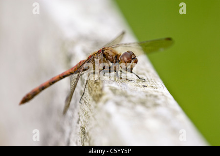 Männliche gemeinsame Darter Sympetrum Striolatum Libelle ruht auf Holzbalken. Stockfoto
