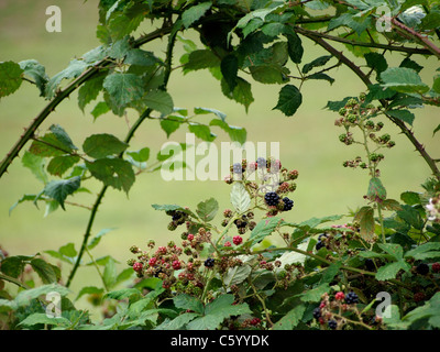 wilde Brombeeren mit Reifen und unreifen Früchte zeigen und die vielen Dornen sichtbar. St. Hilaire, Frankreich Stockfoto