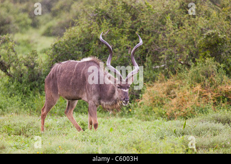 Große Kudu (Tragelaphus Strepsiceros) im Addo Elephant Park in Südafrika. Stockfoto