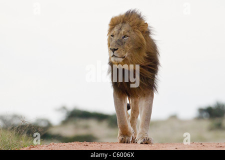 Männlicher Löwe (Panthera Leo) im Addo Elephant Park in Südafrika. Stockfoto