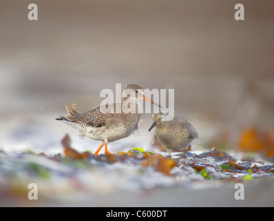 Rotschenkel Tringa Totanus Knoten Calidris Canutus beide Arten auf Futtersuche zu brechen "Wellenlinien" Shetland-Inseln, Schottland, UK Stockfoto