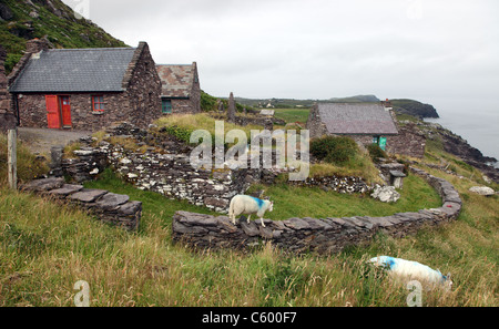 Schaf Cill Rialaig Künstler Retreat Stockfoto