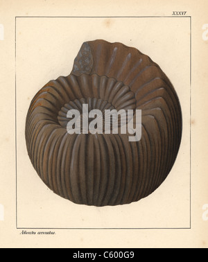 Ausgestorbener fossiler Cephalopoden: Ammoniten Coronatus. Stockfoto