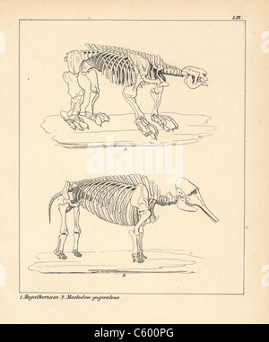 Skelett des Megatherium und Mastodon giganteus Stockfoto