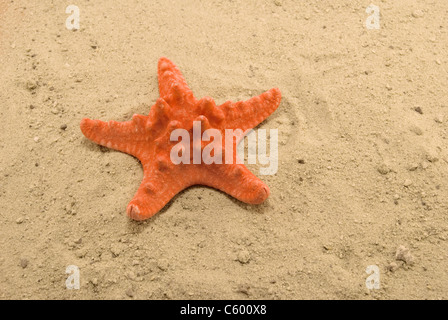ein Seestern ist auf sand Stockfoto