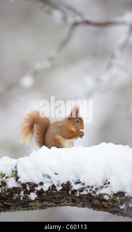 Eichhörnchen Sciurus Vulgaris Erwachsener im Profil Fütterung auf dem Schnee bedeckt Log Cairngorms National Park, Schottland, UK Stockfoto