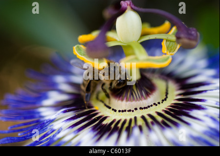 Passionsblume exotische Pflanze mit BIENE IN DER MITTE PASSIFLORA Stockfoto