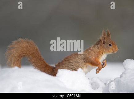 Eichhörnchen Sciurus Vulgaris Erwachsener im Profil Begrenzungsrahmen durch tiefen Schnee.  Cairngorm National Park, Schottland, Vereinigtes Königreich Stockfoto