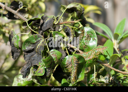 Birne-Blister-Milbe, Eriophyes pyri Stockfoto