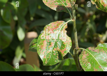 Birne-Blister-Milbe, Eriophyes pyri Stockfoto