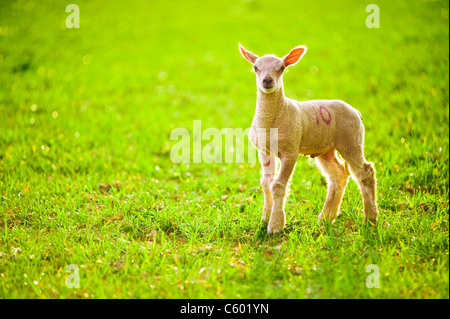 Junge Baby Lamm in einem Feld im Abendlicht Stockfoto