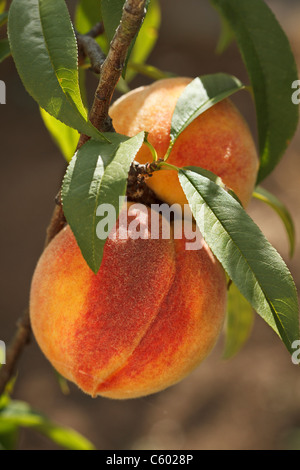 Reife Pfirsiche bereit, auf Ästen pflücken Stockfoto