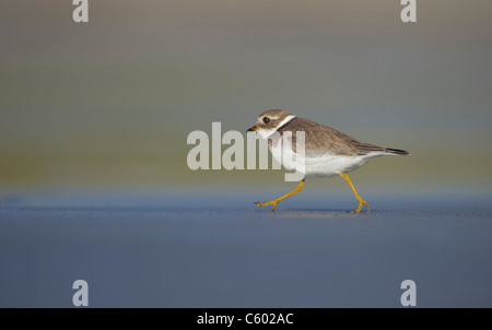 Flussregenpfeifer Plover Charadrius Hiaticula eine Erwachsene laufen an einem Strand am Abend Sonnenlicht. September.  Shetland-Inseln, Schottland, Stockfoto